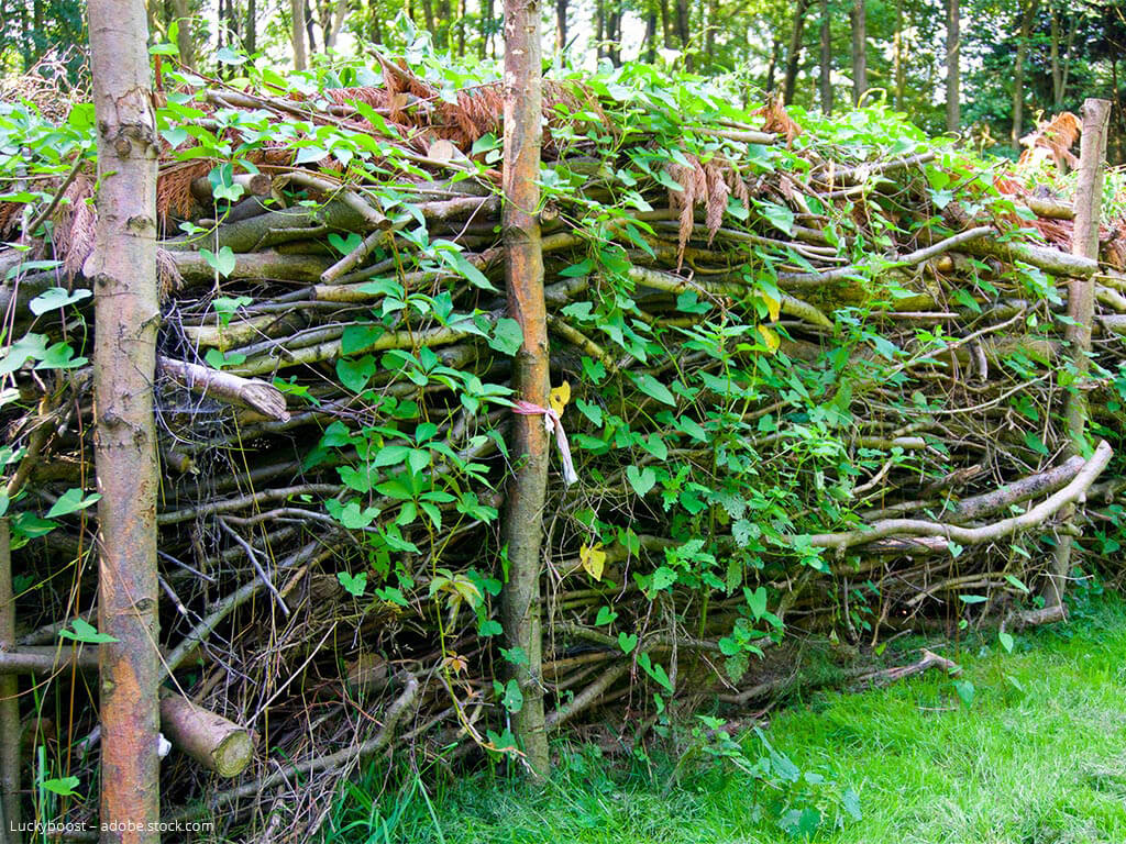 A typical Benjes hedge or deadwood hedge already planted with vegetation to provide shelter for animals.